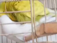 Altın gibi yavru yumurtlayan çift muhabbet kuşu