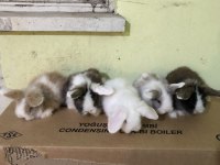 SAF KAN HOLLANDA LOP TAVŞANLAR