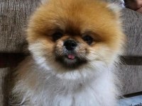 Yetişkin pomeranian boo gülen yüz 1.800 kilo