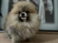 Sağlık ve ırk garantili pomeranian boo yavrularımız