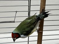 Yavru Vermiş Hazır Gökkuşağı İspinozları