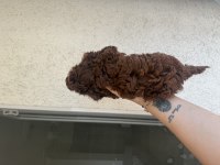 En Koyu Özelini İsteyene Dark Kore Poodle yavrularım