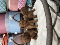 Ömür boyu ırk garantili poodle yavrularımız