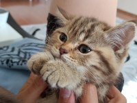 Üç aylık scottish fold ve british shorthair yavrular
