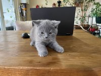 British shorthair yavrularımız yeni ailelerini arıyor