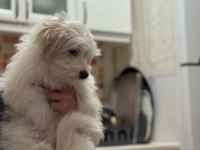 Son maltese bebeğimiz