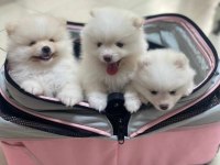Pomeranian boo