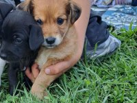 İki adet erkek pinscher köpek ikisi de 2 aylık