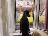 8 aylık rottweiler köpeğim gölge çok oyuncu ve sevecen
