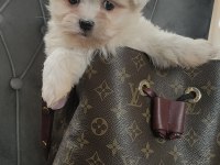 0 numara maltese bebekler