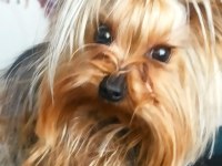 Özel sebeplerden dolayı yorkshire terrier