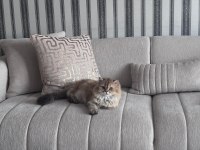 13 Aylık Kedimizi Sahiplendiriyoruz