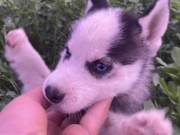 Safkan husky sibirya kurdumuz
