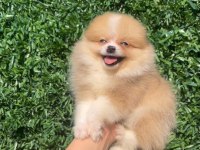 Irk ve sağlık garantili ayıcık surat pomeranian boo bebekler