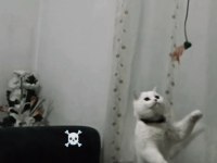 Oyuncul kedimiz