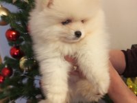 Pomeranian Boo