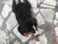 2.5 aylık orjinal bernese çok akıllı WC eğitimli