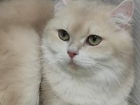 British Shorthair Golden Cy12