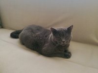 8 aylık british shorthair bütün vitamin aşıları tamamdır