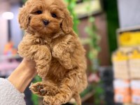 Yavru maltipoo