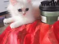 Pamuk Prenses British Longhair