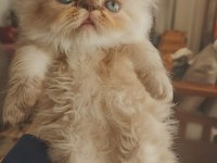 Himalayan Persian Tatlı Yavrumuz