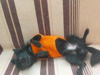 1.5 yaşındaki chihuahua oğlumuza eş arıyoruz
