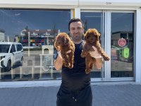 toy poodle kediler ankara içi kapınıza teslim edilir