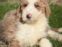 Çok özel giant poodle yavrularımız