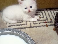 Sevimli british longhair kediler