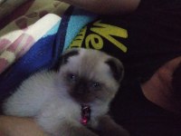 Yavru üç aylık scottish fold