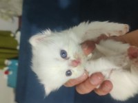 Safkan bicolor ve golden süt beyaz british longhair yavrular