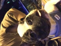 6 aylık french bulldog