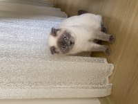 Duman ev arıyor british shorthair