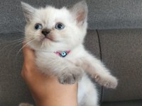 Safkan Anne Babadan British Shorthair Ayı Surat Yavrular