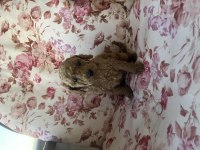 Toy Poodle Yavru