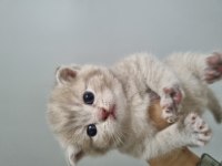 1 nisan doğumlu british shorthair