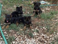 A Kalite Alman Çoban Kurdu Yavrularımız 