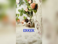 Kendi kızımın chihuahua bebekleri