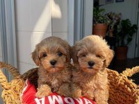 Maltipoo Bebekler