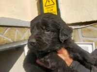Safkan siyah golden retriever yavrular