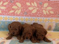 Orjinal toy poodle yavrular