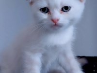 Scottish Fold Yavru