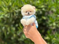 Pomeranian boo bebeklerim