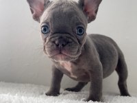 RENKLİ GÖZLÜ FRENCH BULLDOG YAVRULARIM