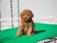 TOY POODLE YAVRULARIMIZ YENİ AİLELERİNİ ARIYORLAR