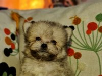 Emsalsiz Micro Erkek Tedy Morkie Yavrumuz