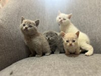 British Shorthair Yavrularım Yuvalarını Bekliyor..