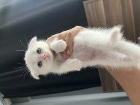 British Shorthair Yavru Kediler