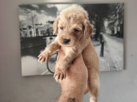 Maltipoo bebekleri